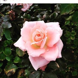 Meet your Posher, JC.